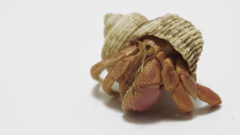 Hermit-Crab-Hiding-in-Shell:-Macro-Shot