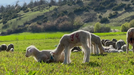 Schuss-Niedliche-Babys-Lamm-Gras-Feld-Sonnig