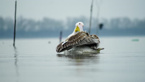 Young-Great-white-pelican-swims-slow-motion-and-then-cleans-his-feathers-lake-Kerkini-Greece-overcast-morning