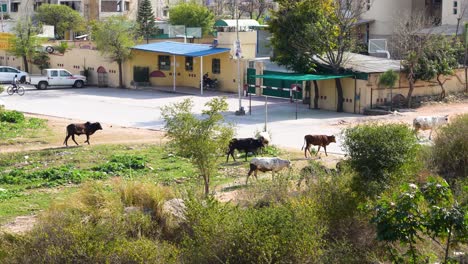 Ganado-Pastando-Libremente-En-Una-Calle-Urbana-De-Islamabad.