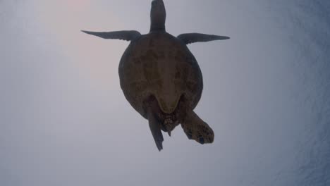 Sea-turtle,-hawksbill-or-green-turtle-silhouette-shot-against-the-sun,-backlight,-turtles-swims-up-to-the-surface-to-breath