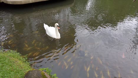 Majestic-White-Swan-swims-above-class-of-golden-yellow-fish-in-the-pond