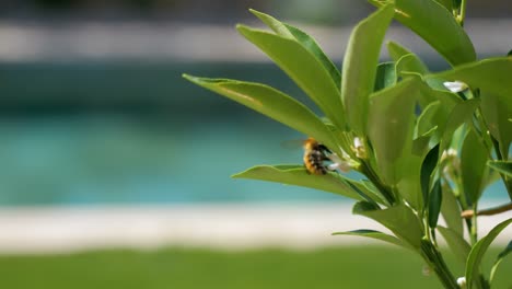 Slow-motion-shot-of-a-bumble-bee-flying-around-a-plant-in-a-garden-for-pollen