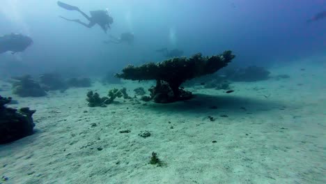 Group-Of-Scuba-Divers-Exploring-On-Reef-Under-Red-Sea-In-Dahab,-Egypt