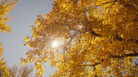 Close-up-of-autumn-leaves-as-it-falls-down-from-the-tree