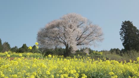 A-single-cherry-blossom-tree-in-Saga-Prefecture,-Kyushu,-Japan