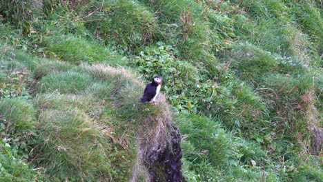 Lugar-De-Anidación-De-Pájaros-Frailecillos,-Isla-Heimaey,-Islandia