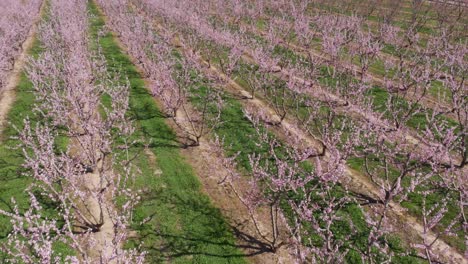 Diagonal-drone-flight-over-symmetrical-pink-blossom-peach-tree-agricultural-farm-Pink-and-purple-trees-in-bloom-on-spring-day