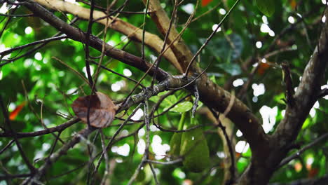 Lluvia-Matutina-En-El-Jardín-De-Yaca