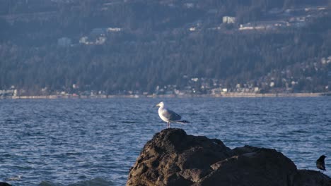 Gaviota-Posada-Sobre-Una-Roca-En-La-Costa-De-Vancouver,-Columbia-Británica,-Canadá