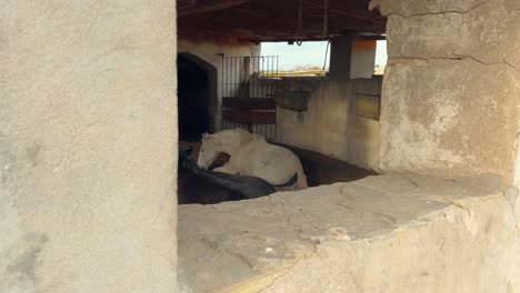 Two-horses,-one-black-and-one-white,-resting-inside-a-concrete-stable,-showcasing-the-idea-of-domesticated-equines