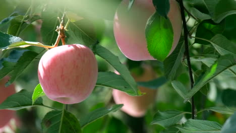 Jardín-De-Manzanas-Frescas