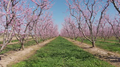 Aerial-drone-shot-of-camera-fly-through-symmetrical-pink-blossom-peach-tree-agricultural-farm-Pink-and-purple-trees-in-bloom-on-spring-day