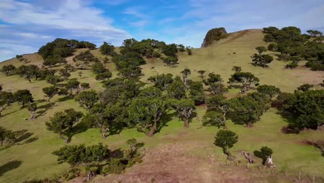 Aerial-drone-shot-of-Fanal-forest-from-Madeira-on-a-sunny-day-without-fog