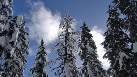 Wolken-Am-Blauen-Himmel-über-Schneebedeckten-Kiefern-Im-Bergwald-Im-Winter