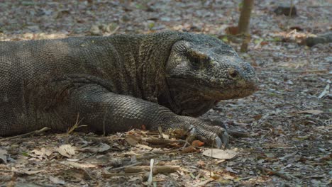 El-Dragón-De-Komodo-Tirado-En-El-Suelo-Levanta-Lentamente-La-Cabeza.