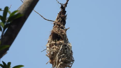 Hummingbird-nest---eggs-