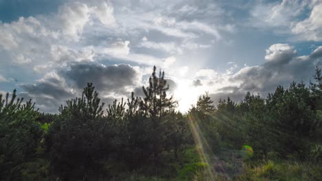 Timelapse-De-Los-Bosques-De-Coníferas-En-El-Bosque-De-Thetford-Mientras-Las-Nubes-Se-Mueven-Arriba-Y-Los-Rayos-Del-Sol-Atraviesan-Las-Copas-De-Los-árboles-En-Norfolk,-Inglaterra,-En-El-Reino-Unido