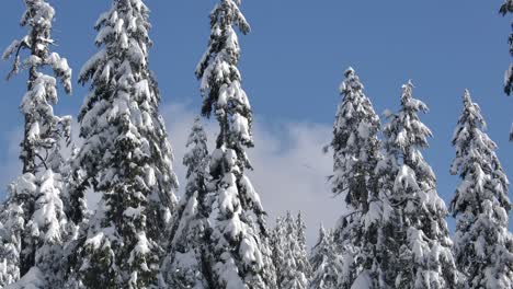 Pinos-Cubiertos-De-Nieve-Durante-El-Día---Bosque-Durante-El-Invierno