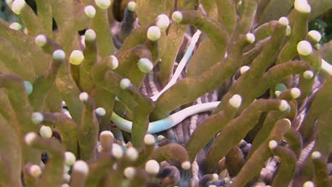 Drei-Pilzkorallennadeln-Zappeln-Zwischen-Den-Tentakeln-Ihrer-Korallen