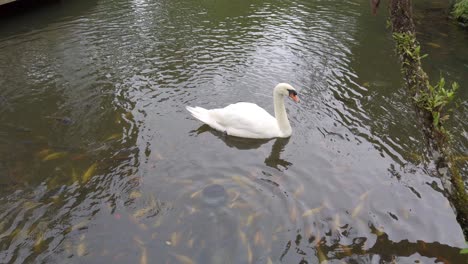 White-Swan-swims-above-a-school-of-nile-tilapia,-yellow-carp-fish-and-goldfish-in-the-clear-water-pond-habitat