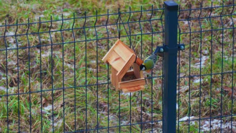 Shot-of-colorful-titmouses-coming-and-going-on-a-wooden-birdfeeder-hanging-on-metal-fence