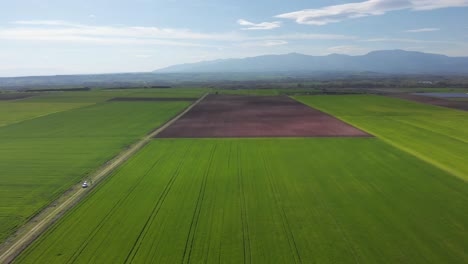 Aerial-shot-vibrant-green-agricultural-green-fields-close-up,-in-the-countryside-on-a-spring-sunny-day