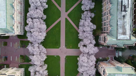 Top-down-drone-shot-over-blooming-Cherry-trees-at-the-University-of-Washington