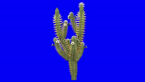 Cactus-Saquaro-3d-Con-Efecto-De-Viento-En-Animación-3d-De-Pantalla-Azul