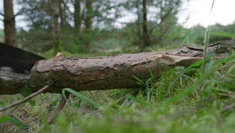 Closeup-shot-of-cutting-woods-in-Norfolk-forest-by-chainsaw