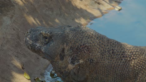 head-of-Komodo-dragon-resting-in-the-pond
