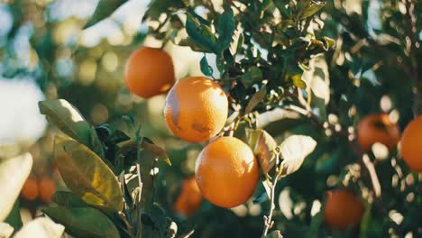 Nahaufnahme-Von-Orangen,-Die-An-Einem-Ast-Hängen,-Bio-Plantage,-Obstgarten