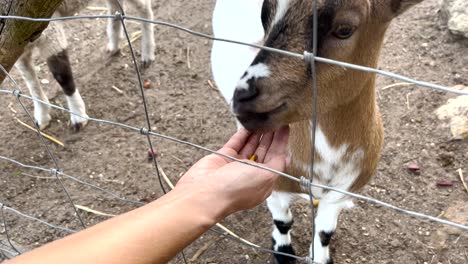 Weibchen-Füttert-Die-Ziege-Mit-Der-Hand-Hinter-Einem-Zaun-Im-Zoo-An-Einem-Sonnigen-Tag