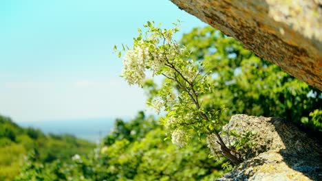 Ein-Junger-Baum-Wächst-Aus-Einer-Felsspalte-Und-Symbolisiert-Widerstandskraft-Und-Zähigkeit.