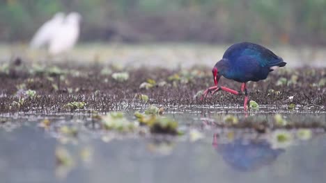 Graukopfhuhn,-Porphyrio-Poliocephalus-In-Feuchtgebieten-In-Der-Morgenreflexion-Im-Wasser