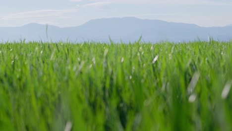 Static-slow-motion-shot-of-young-wheat-green-fields-sunny-spring-day