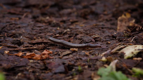 Medium-shot-of-brown-blunt-tailed-Snake-Millipede-crawling-on-forest-floor-leaves