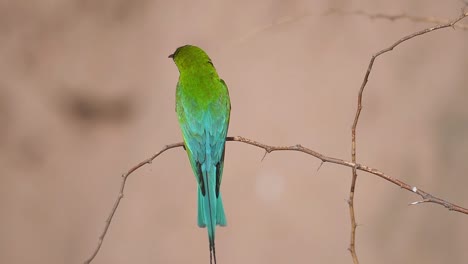 Hermoso-Pájaro-Abejaruco-De-Cola-Azul-Sentado