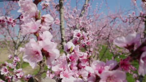 Peach-tree-full-of-tender-pink-flower-blossoming-Sakura-petals-fluttering-against-a-blue-sky-moving-in-light-wind-breeze-peach-and-cherry-tree-harvest-season-in-spring