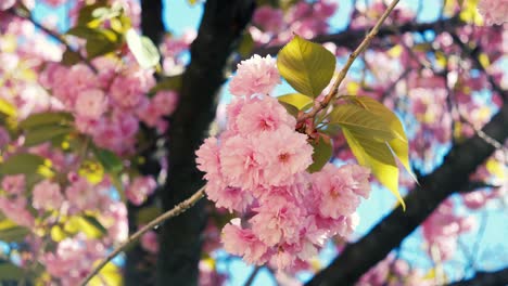 Fesselnde-Aufnahme,-Die-Die-Zarten-Rosa-Kirschblüten-In-Voller-Blüte-Zeigt,-Mit-Sonnenlicht,-Das-Durch-Die-Weichen-Blütenblätter-Inmitten-Der-Leuchtend-Grünen-Blätter-Fällt