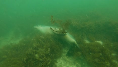 Slow-motion-Australia-sea-lion-in-murky-water-on-floor