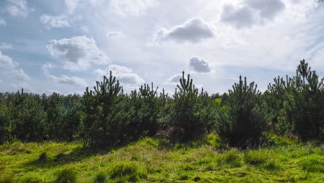 Sunny-timelapse-of-the-coniferous-trees-in-Thetford-Forest,-showing-the-treetops-against-the-blue-skies-and-fluffy-white-cottony-clouds,-in-Norfolk,-in-the-outskirts-of-England,-in-United-Kingdom