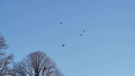 Silhouette-Of-Flying-Birds-Against-Blue-Sky---Tracking-Shot
