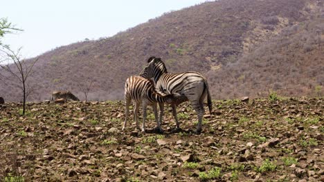 Close-up-handheld-shot-of-mother-zebra-nursing-her-foal