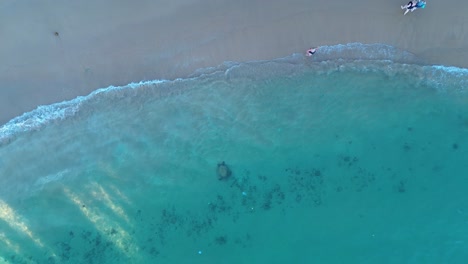 Paisaje-Aéreo-De-Drones-Pan-De-Tortuga-Jugando-En-La-Bahía-Animal-Marino-En-El-Banco-De-Arena-Del-Océano-Con-Personas-Y-Barcos-Atracados-En-La-Playa-De-Arena-Hikkaduwa-Sri-Lanka-Viajes-Turismo-Vacaciones