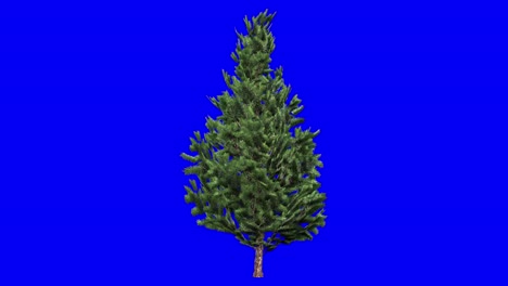 3D-Weihnachtsbaum-Aus-Waldkiefer-Mit-Windeffekt-Auf-Blauem-Bildschirm,-3D-Animation