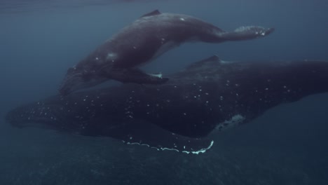 Humpback-Whales,-mother-and-calve-in-clear-water-passing-close-in-front-of-the-camera-at-the-surface-around-the-Islands-of-Tahiti,-French-Polynesia