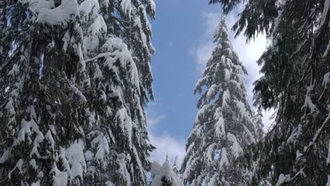 Schnee-Fällt-Von-Tannen-Im-Winterwald---Aufnahme-Aus-Niedriger-Perspektive