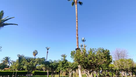 Palm-trees-in-the-sun-in-front-of-a-blue-sky-with-a-historic-tower-in-Morocco