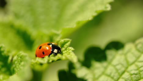 Close-up-shot-of-a-red-ladybug-gently-resting-on-the-petals-of-blooming-flowers,-showcasing-the-vibrant-colors-and-detail-of-spring-flora